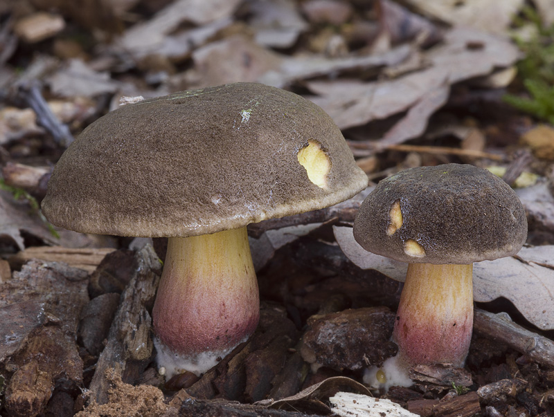Xerocomellus pruinatus